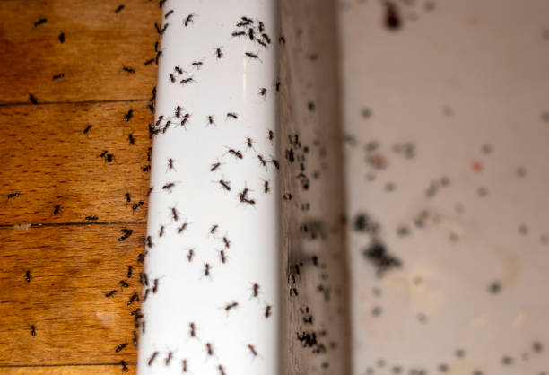Best Ant Control Services  in Rutgers University Livingston Campus, NJ