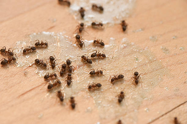 Best Best Pest Control Companies  in Rutgers University Livingston Campus, NJ