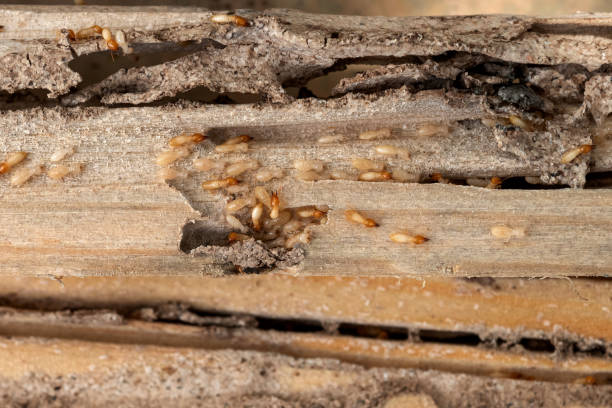 Best Cockroach Control Services  in Rutgers University Livingston Campus, NJ
